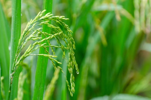 Nearly ripe green rice is in the lush green pasture Close-up