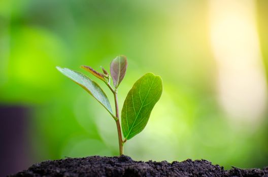 Planting seedlings young plant in the morning light on nature background