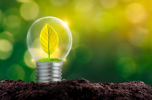 The bulb is located on the inside with leaves forest and the trees are in the light. Concepts of environmental conservation and global warming plant growing inside lamp bulb over dry