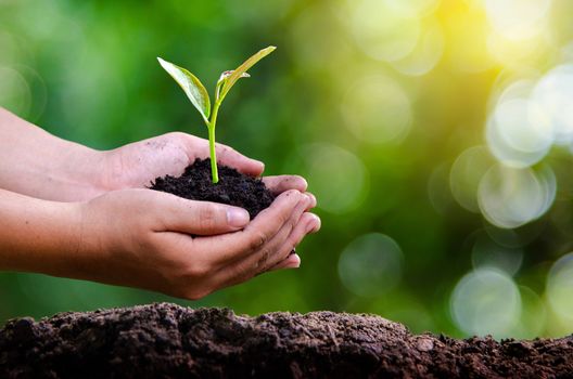 environment Earth Day In the hands of trees growing seedlings. Bokeh green Background Female hand holding tree on nature field grass Forest conservation concept