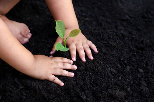 tree sapling Baby Hand On the dark ground, the concept implanted children's consciousness into the environment