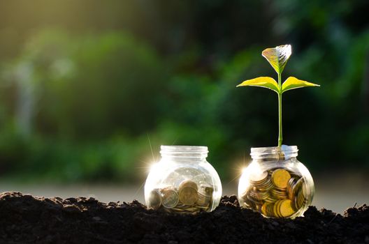 Gold medal Coin tree Glass Jar Plant growing from coins outside the glass jar on blurred green natural background money saving and investment financial concept