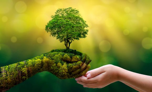 environment Earth Day In the hands of trees growing seedlings. Bokeh green Background Female hand holding tree on nature field grass Forest conservation concept