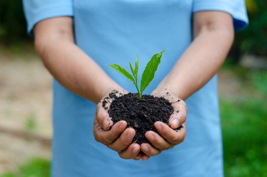 environment Earth Day In the hands of trees growing seedlings. Bokeh green Background Female hand holding tree on nature field grass Forest conservation concept