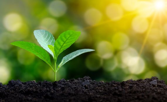 Planting seedlings young plant in the morning light on nature background