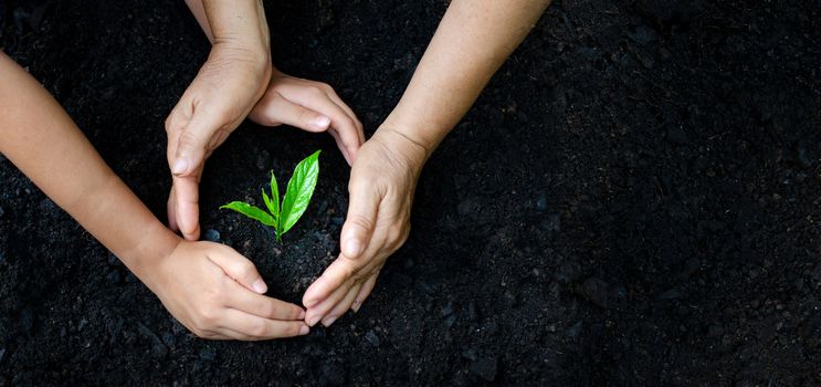 environment Earth Day In the hands of trees growing seedlings. Bokeh green Background Female hand holding tree on nature field grass Forest conservation concept