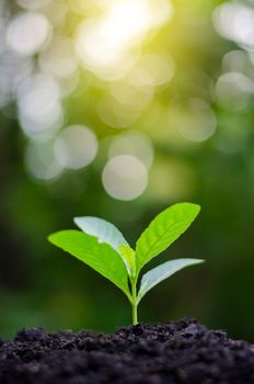 Planting seedlings young plant in the morning light on nature background