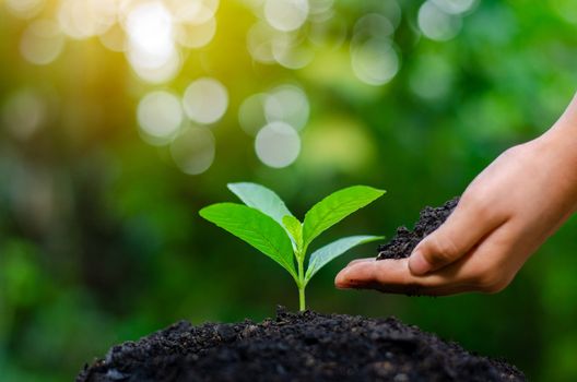 In the hands of trees growing seedlings. Bokeh green Background Female hand holding tree on nature field grass Forest conservation concept