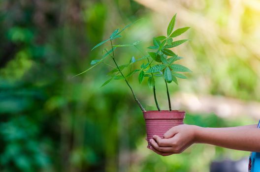 In the hands of trees growing seedlings. Bokeh green Background Female hand holding tree on nature field grass Forest conservation concept