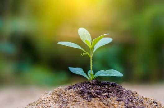 Planting seedlings young plant in the morning light on nature background