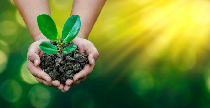 environment Earth Day In the hands of trees growing seedlings. Bokeh green Background Female hand holding tree on nature field grass Forest conservation concept