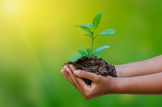 In the hands of trees growing seedlings bokeh green background Female hand holding tree on nature field grass Forest conservation concept