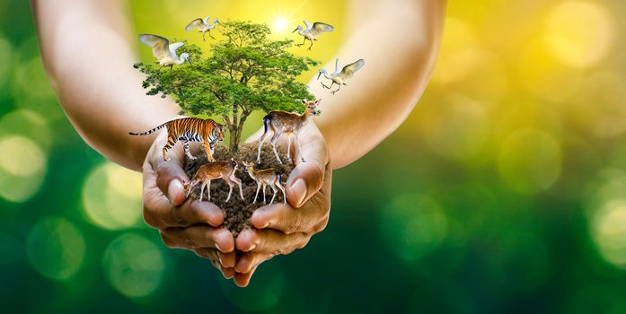 Concept Nature reserve conserve Wildlife reserve tiger Deer Global warming Food Loaf Ecology Human hands protecting the wild and wild animals tigers deer, trees in the hands green background Sun light