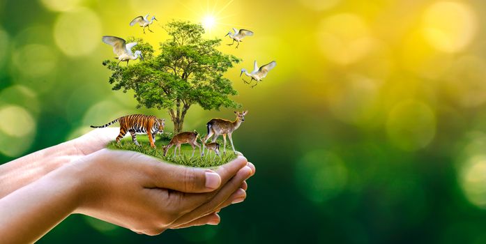 Concept Nature reserve conserve Wildlife reserve tiger Deer Global warming Food Loaf Ecology Human hands protecting the wild and wild animals tigers deer, trees in the hands green background Sun light