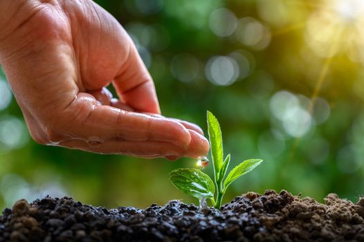 In the hands of trees growing seedlings. Bokeh green Background Female hand holding tree on nature field grass Forest conservation concept