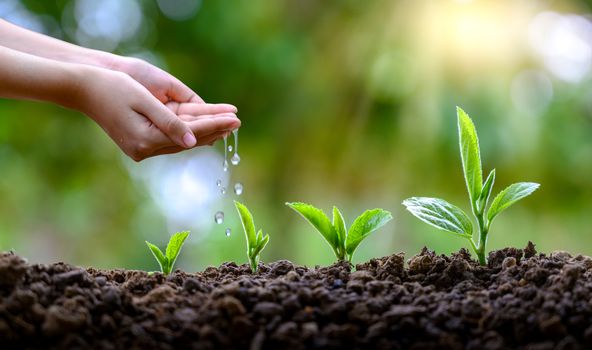 In the hands of trees growing seedlings. Bokeh green Background Female hand holding tree on nature field grass Forest conservation concept