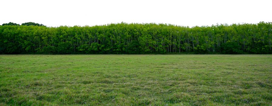 Panorama tree White background Banner