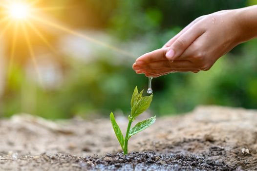 In the hands of trees growing seedlings. Bokeh green Background Female hand holding tree on nature field grass Forest conservation concept