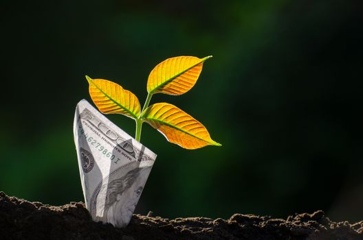 Banknotes tree Image of bank note with plant growing on top for business green natural background money saving and investment financial concept