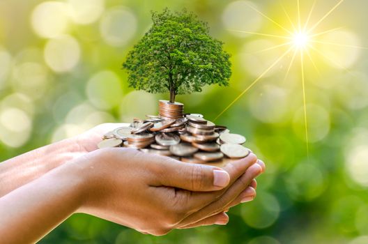 hand Coin tree The tree grows on the pile. Saving money for the future. Investment Ideas and Business Growth. Green background with bokeh sun