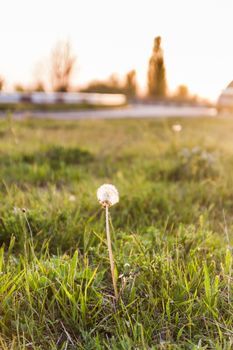 Landscape, one white dandelion in the evening beautiful back magic light.