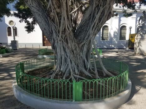 tree and trunk and branches with a lot of roots in Ponce, Puerto Rico