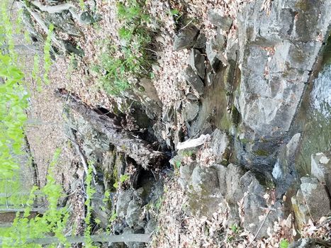 creek or stream with trees and brown leaves in forest or woods