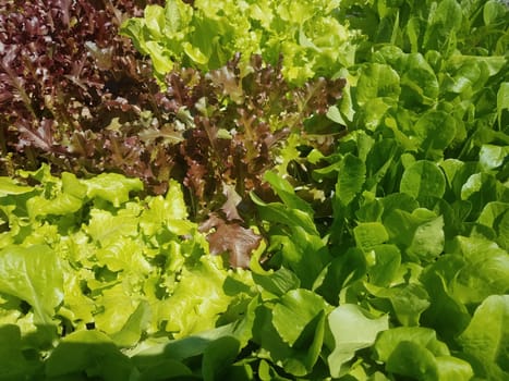 a bunch of green and purple lettuce vegetable leaves up close