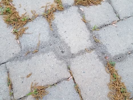 grey stone tiles with dirt from ants and pollen grains