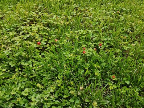 red wild strawberries and green grass on lawn or yard