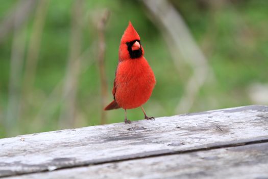 Cardinal male close up early morning