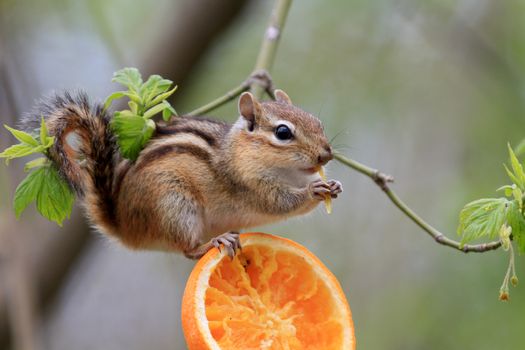 Chipmunk feeding on orange in tree