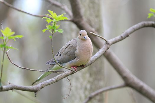 Mourning Dove perched on branch