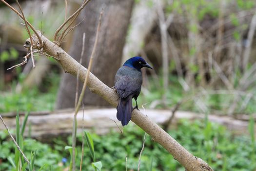 Common Grackle perched on dead branch