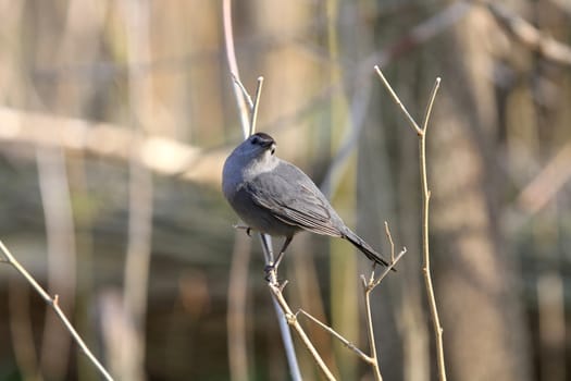 Gray catbird perched on branch morning sun