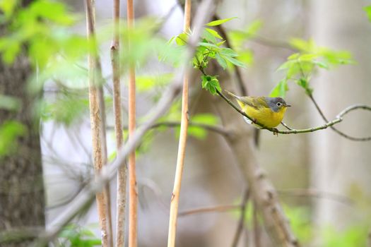 Nashville warbler male perched on branch