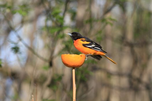 Northern Oriole male feeding on orange