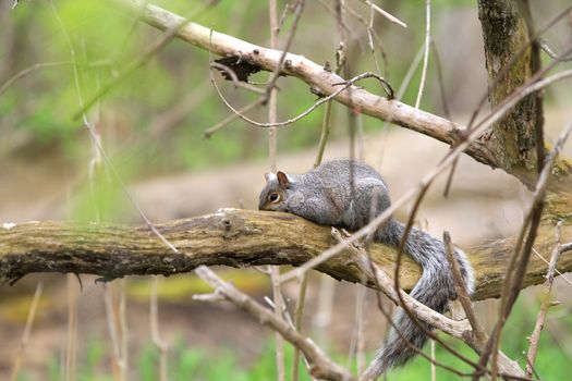 Squirrel resting on dead log