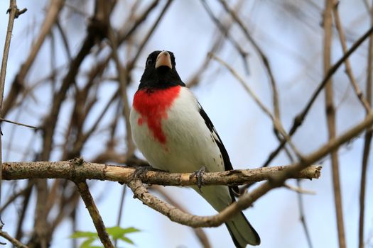 Rose-breasted Grosbeak perched on branch