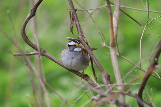 White-throated Sparrow in morning sun