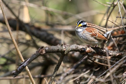 White-throated Sparrow male in morning sun