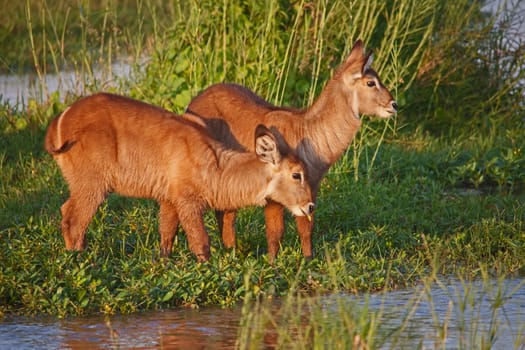 Two young Waterbuck (Kobus ellisprymnus) photographed in the Olifants River in Kruger National Park. South Africa