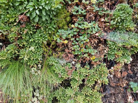 plants with green leaves and grasses and vines on wall