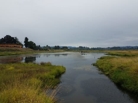 wetland area lake or pond water and grasses environment