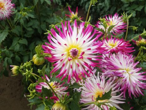 pretty white and purple dahlia flower petals with green leaves