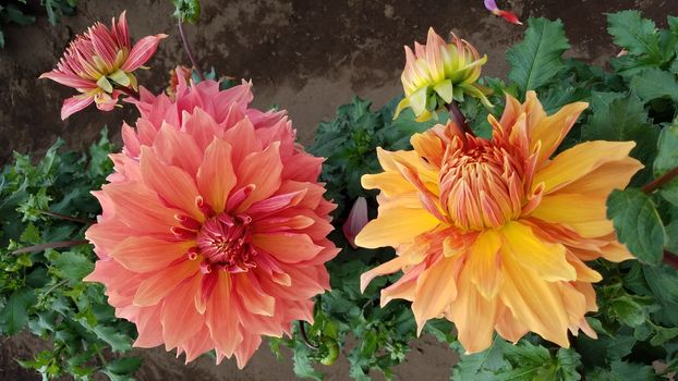 pretty orange and yellow dahlia flower petals with green leaves