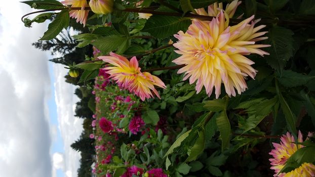 pretty yellow and pink dahlia flower petals with green leaves in field