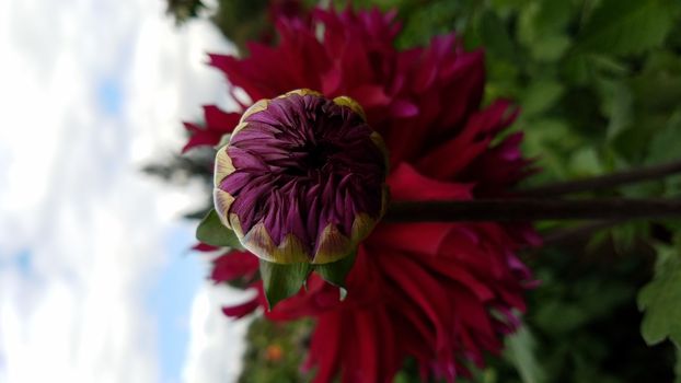 red and purple dahlia flower petals with green leaves in field