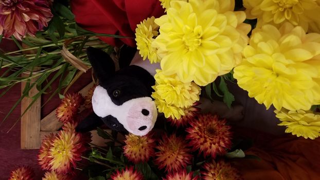 yellow and red dahlia flower petals with green leaves and stuffed cow