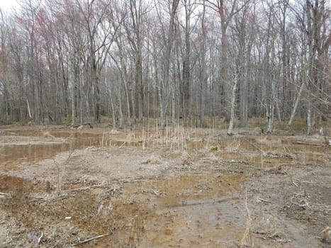 water and mud and trees in forest or woods in swamp or wetland